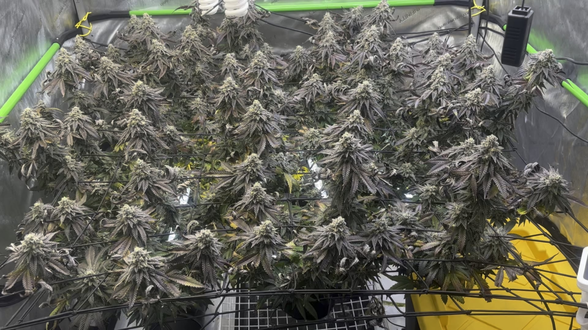 Cherry Paloma getting chopped in about a week.