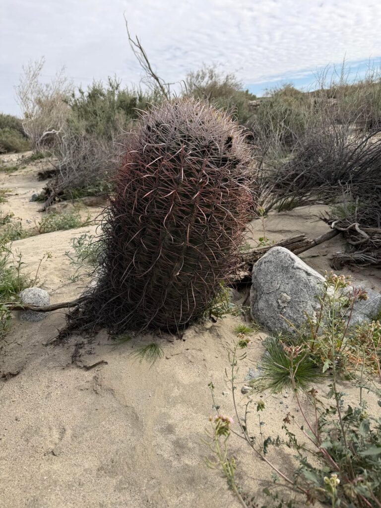 ID request - Ferrocactus species?