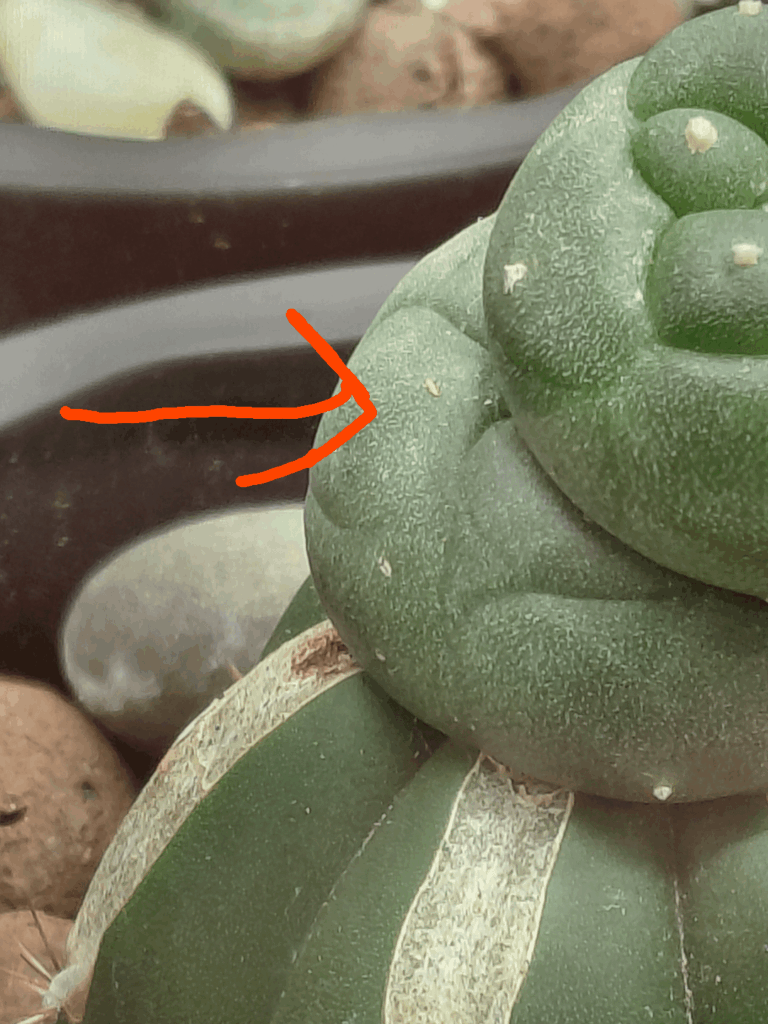 Pest identification?