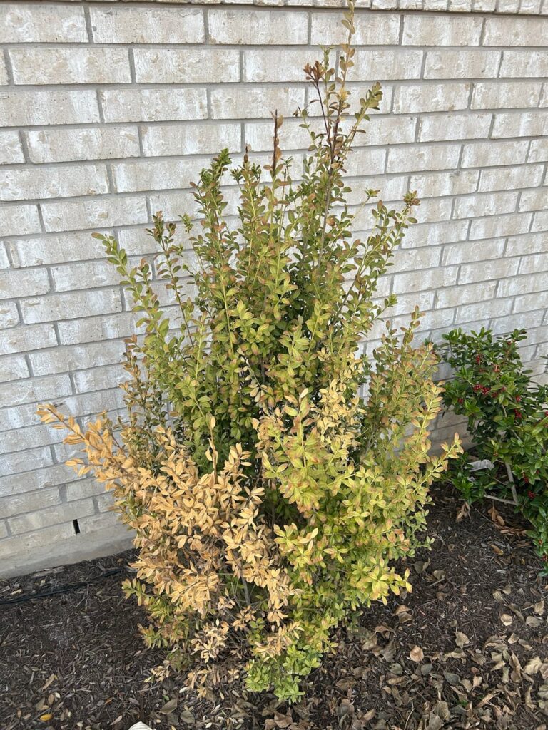 Yellow/Brown Leaves on Ascent Holly