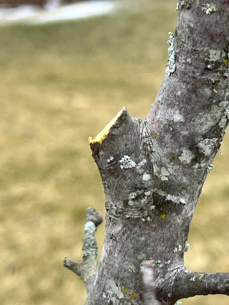 Are these cuts to far from the collar or are they alright?