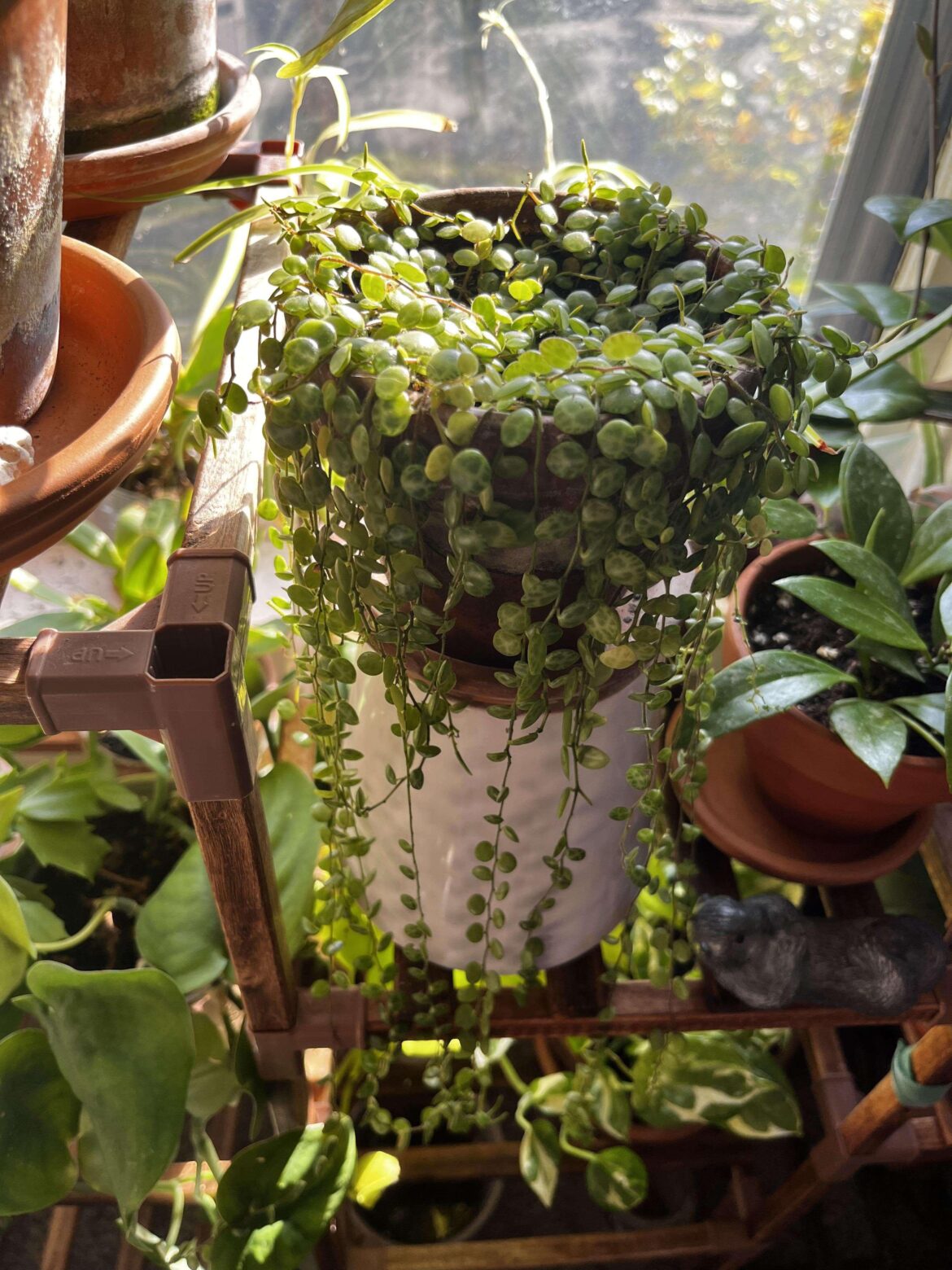 String of Turtles makes me so happy ☺️