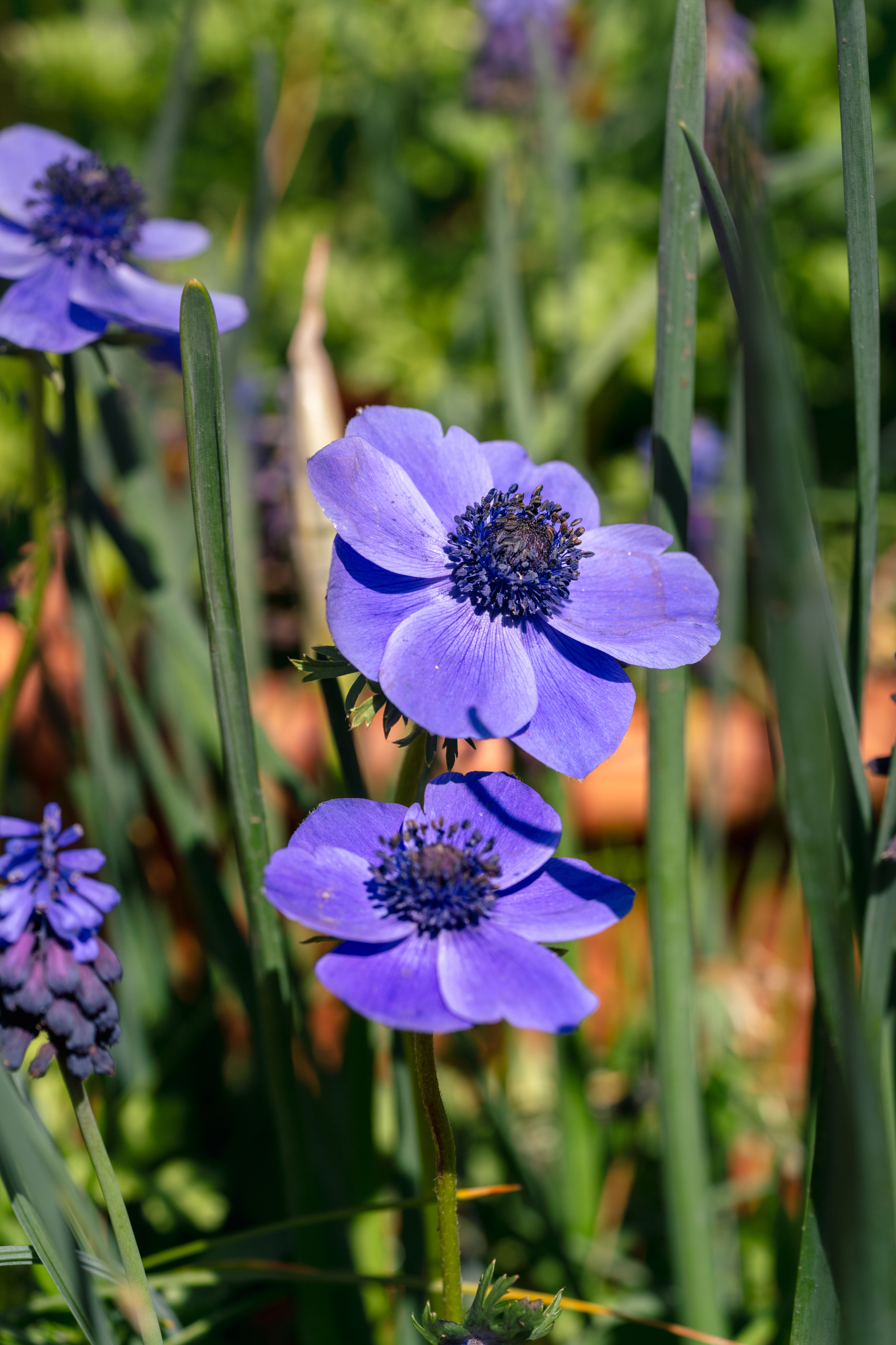 Purple anemones (Julie Skelton/PA)