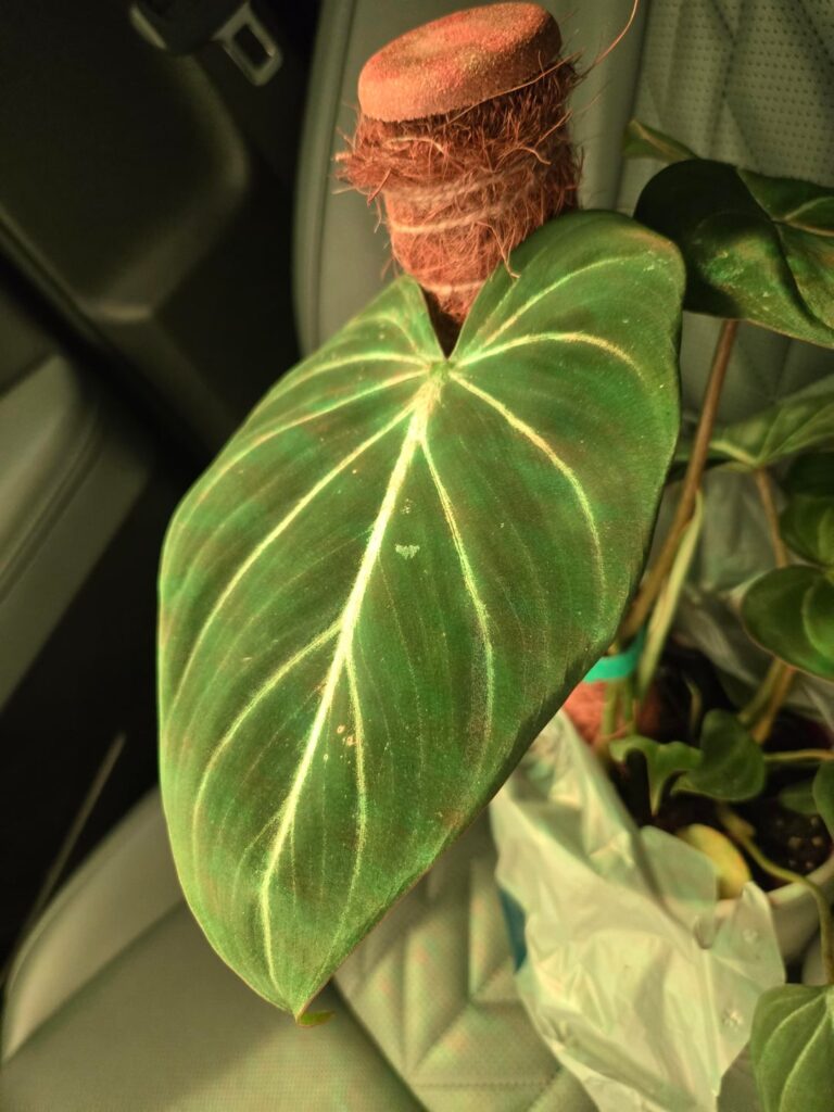 Which one is this? P. glorious or gloriosum?