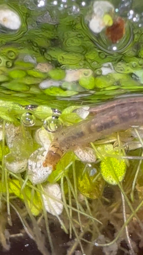 hey guys!!! any idea on who this lil guy is