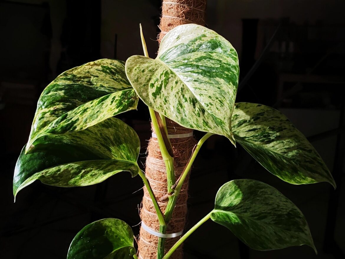 In the sunlight ☀️