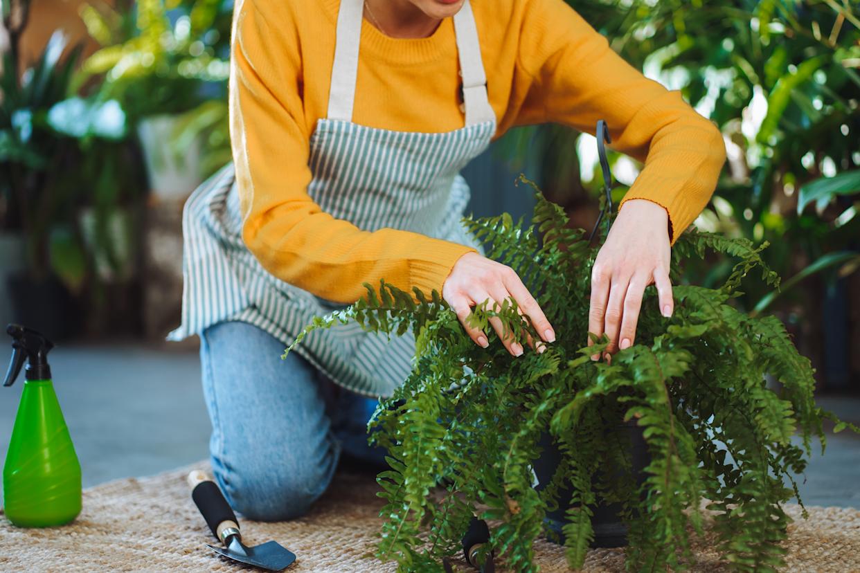 Worker in flower store apply a fertilizer to flowers on the floor