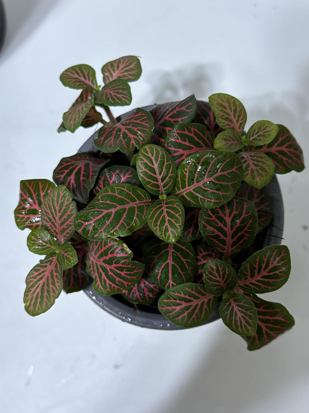 my fittonia turned pink 😅