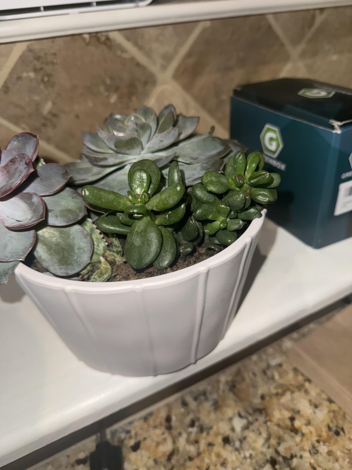 Help! I can’t figure out what kind of plant this is? Help! I can’t figure out what kind of plant this is?