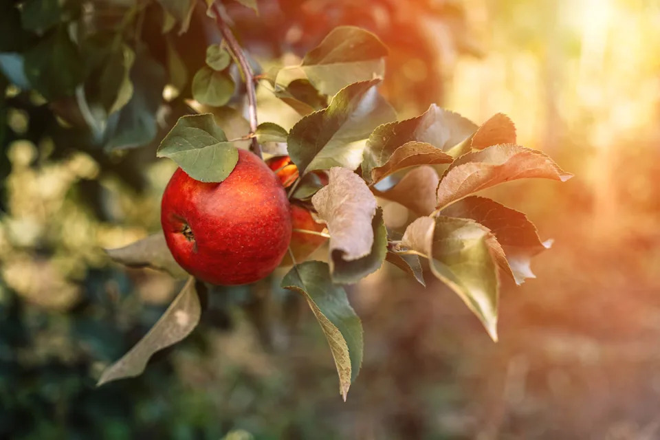 Golden Flare — Sunlit Apple on Branch