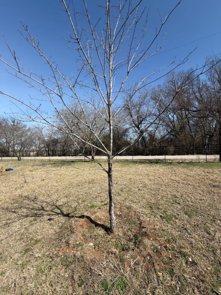 Suggestions for White Oak