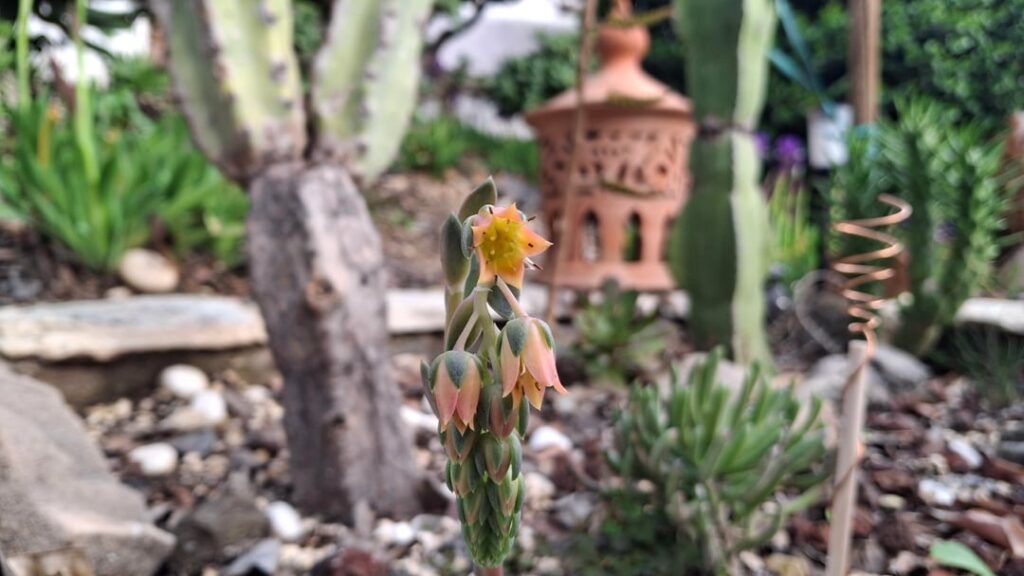 Some pretty lil thangs flowering it up