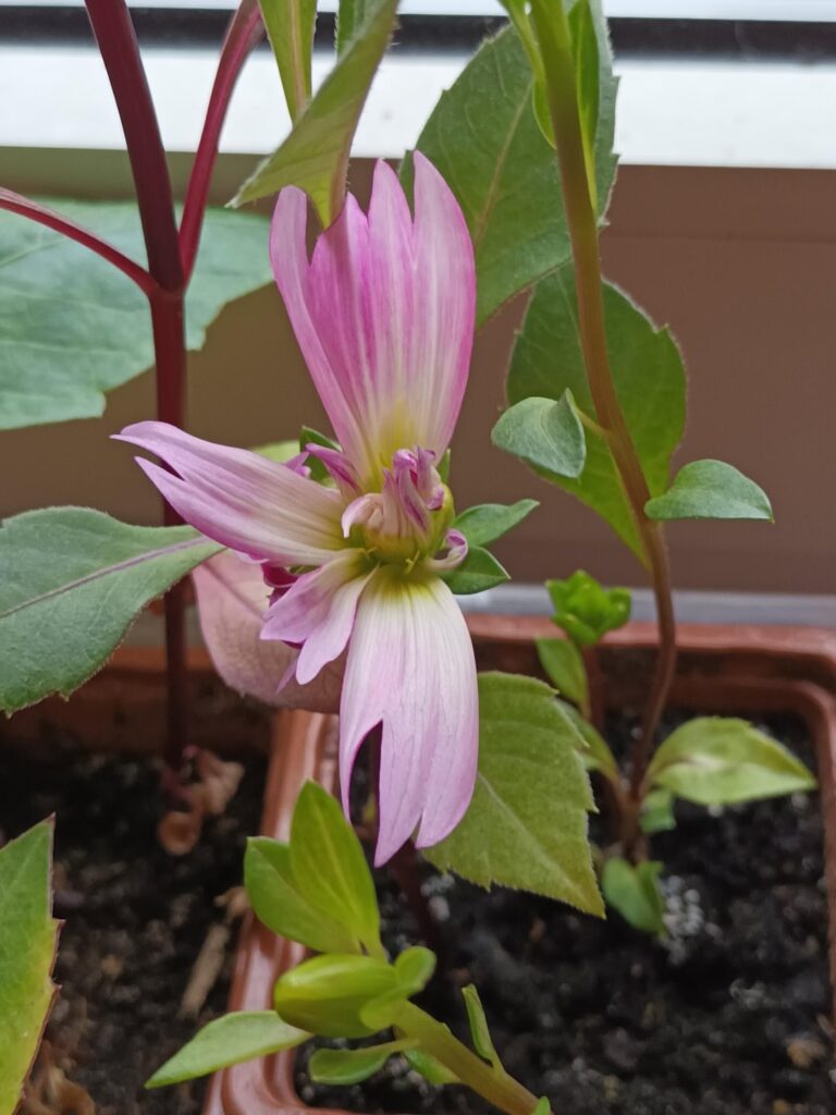 First blossom of the year ( norhern hemisphere!)