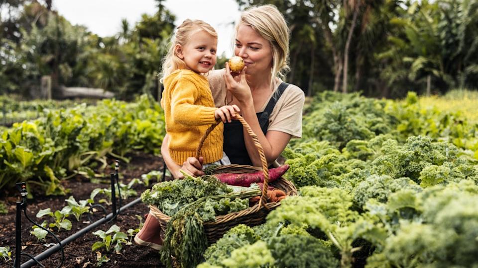 Cheerful mother and daughter gathering fresh vegetables. Happy young mother carrying her daughter and picking fresh produce in an organic garden. Self-sustainable family harvesting from their farm.