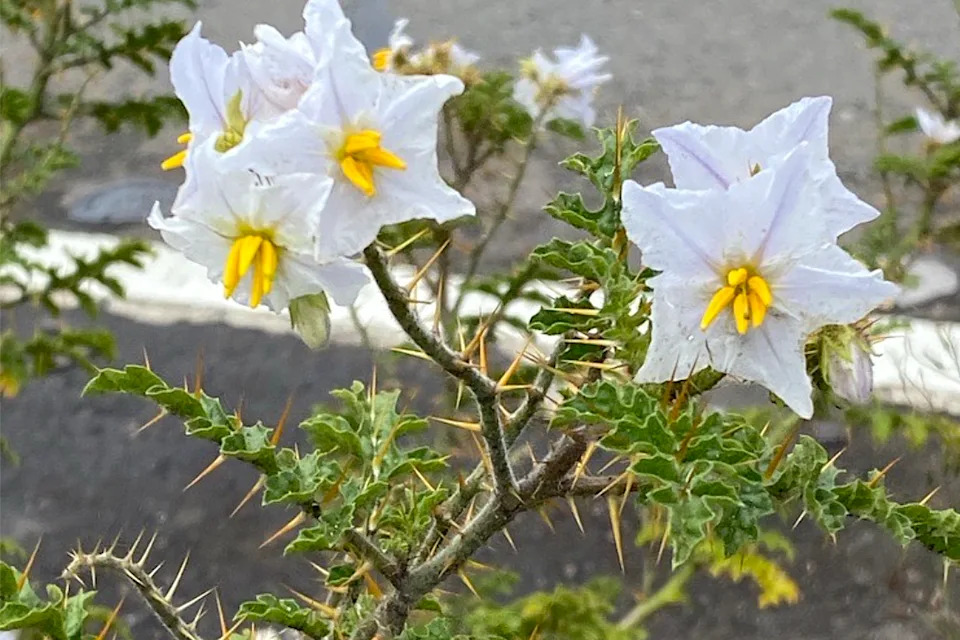 Sticky nightshade beside a road in Sydney.