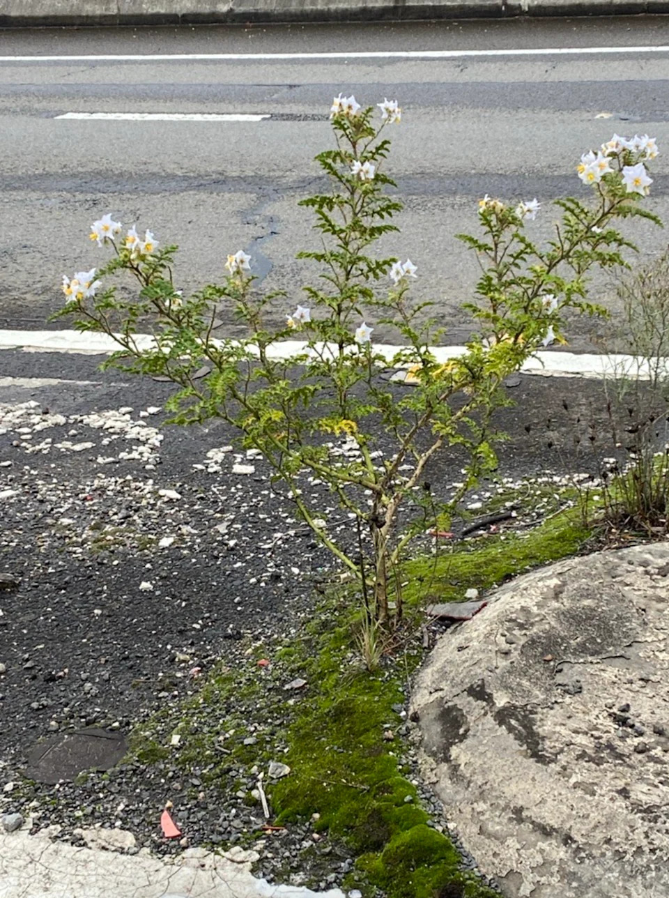 Sticky nightshade beside a road in Sydney.