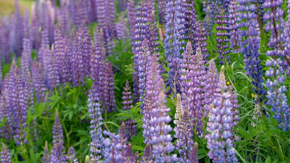 Pink and purple wild, perennial Lupines Lupinus spp growing along roadside at summer in Norway