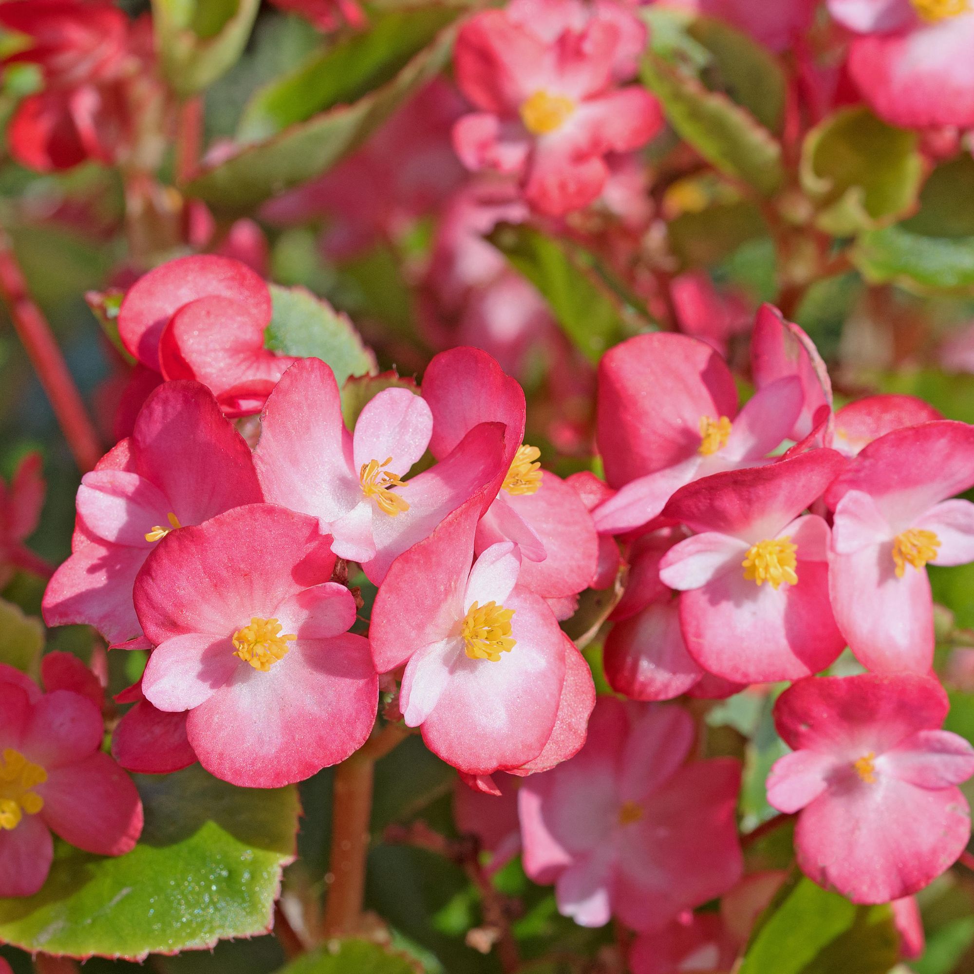 red begonias in garden