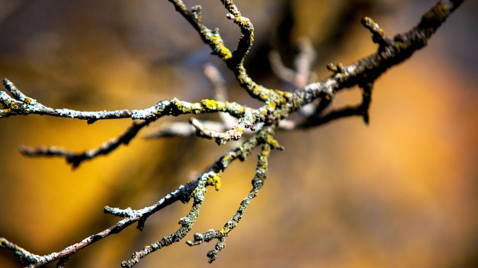 Close up fruit tree branch crabapple apple bare leafless no leaves. October fall autumn