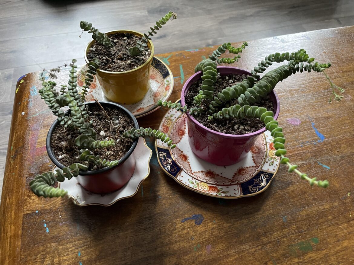 String of buttons advice