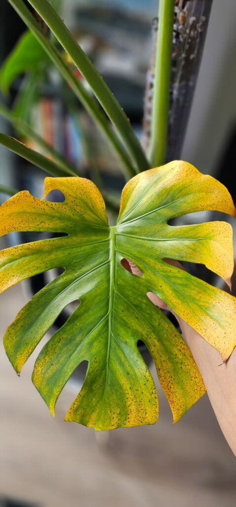 Is this thrips?