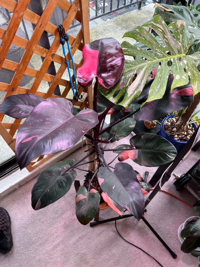 Airpot update: I think it’s happy! Airpot update: I think it’s happy!