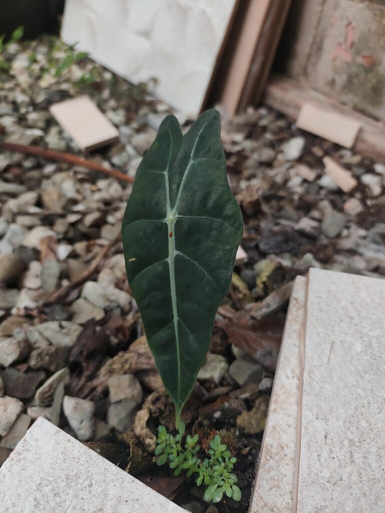 An alocasia I spotted