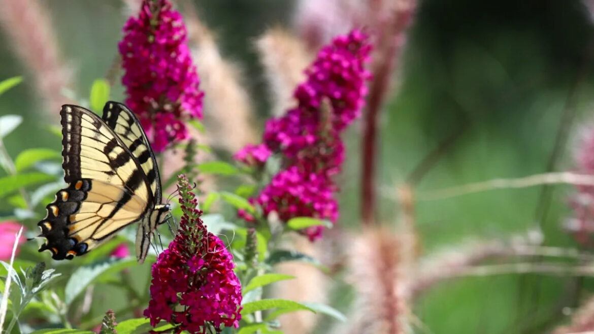 7 Plants Never Worth Having in the Garden Yahoo lifestyle home