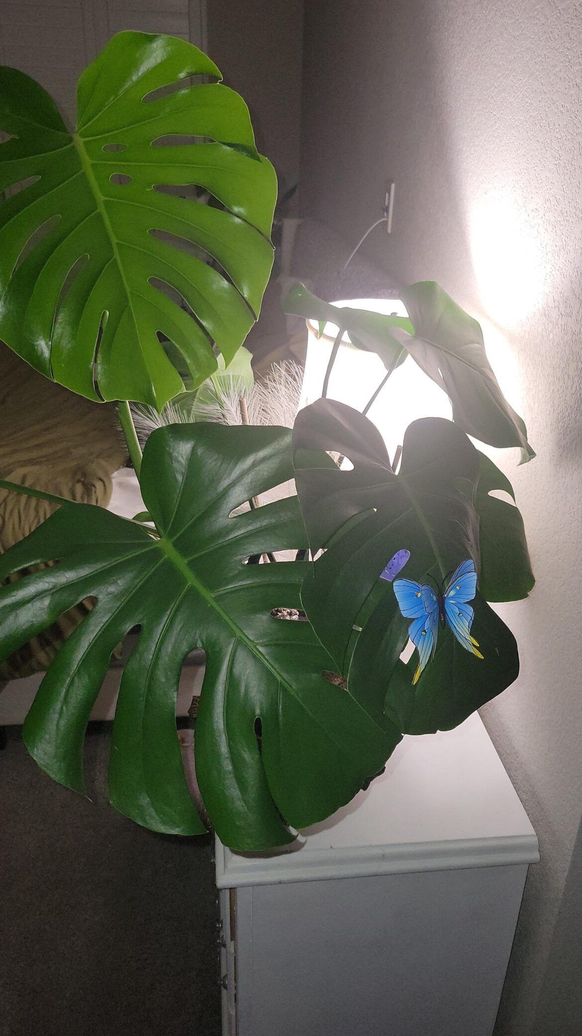 Butterflies and my 1yr 3 month cutting