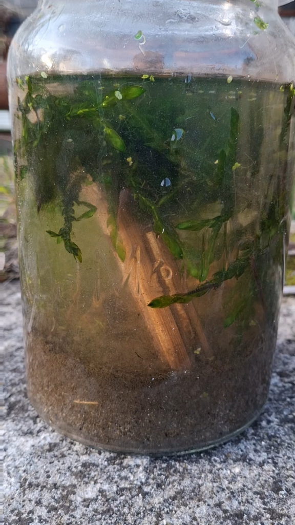 First try here, so many critters that im wondering if the jar may be too small for them… First try here, so many critters that im wondering if the jar may be too small for them...