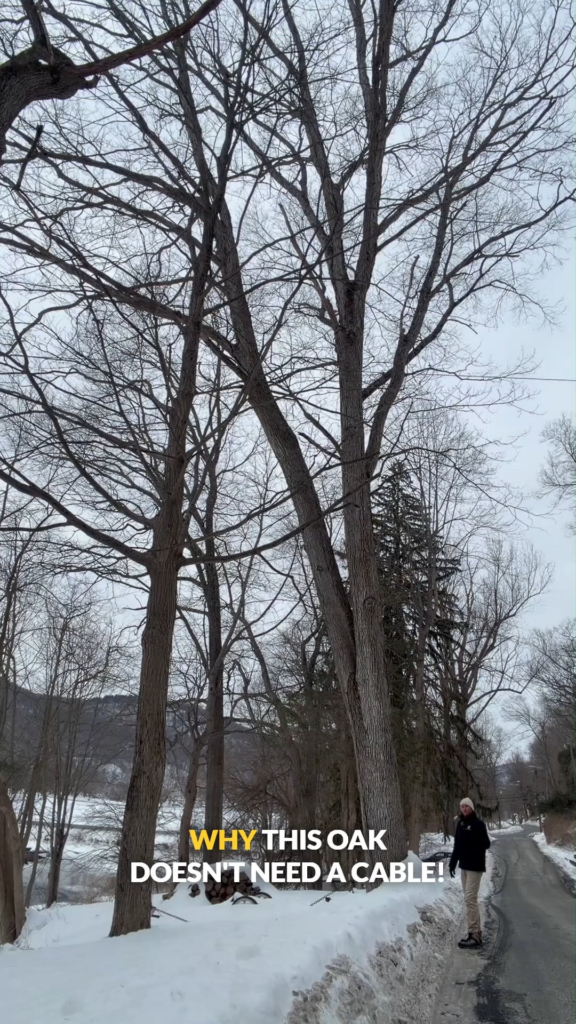 White oak with co-dominant stems showing strong U-shaped union