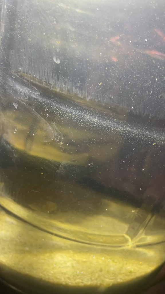 Pensacola 1 month ecosphere, 6 gallons. More jellyfish are appearing