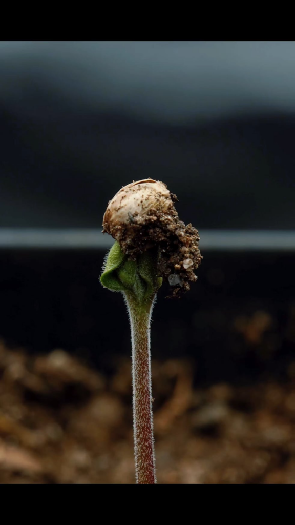 Fight of the seedling timelapse