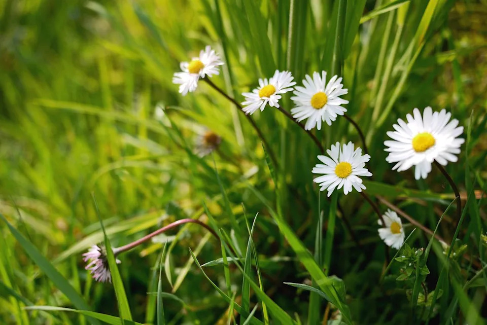 Credit: Photo by Rosmarie Wirz / Getty