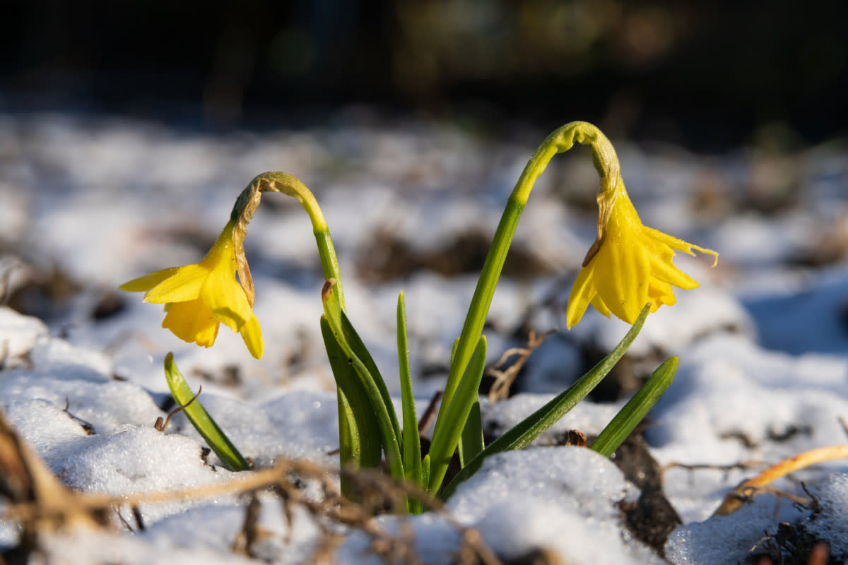 Photo by Flottmynd on Getty Images