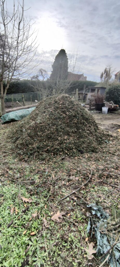 Chopped spruce Chopped spruce