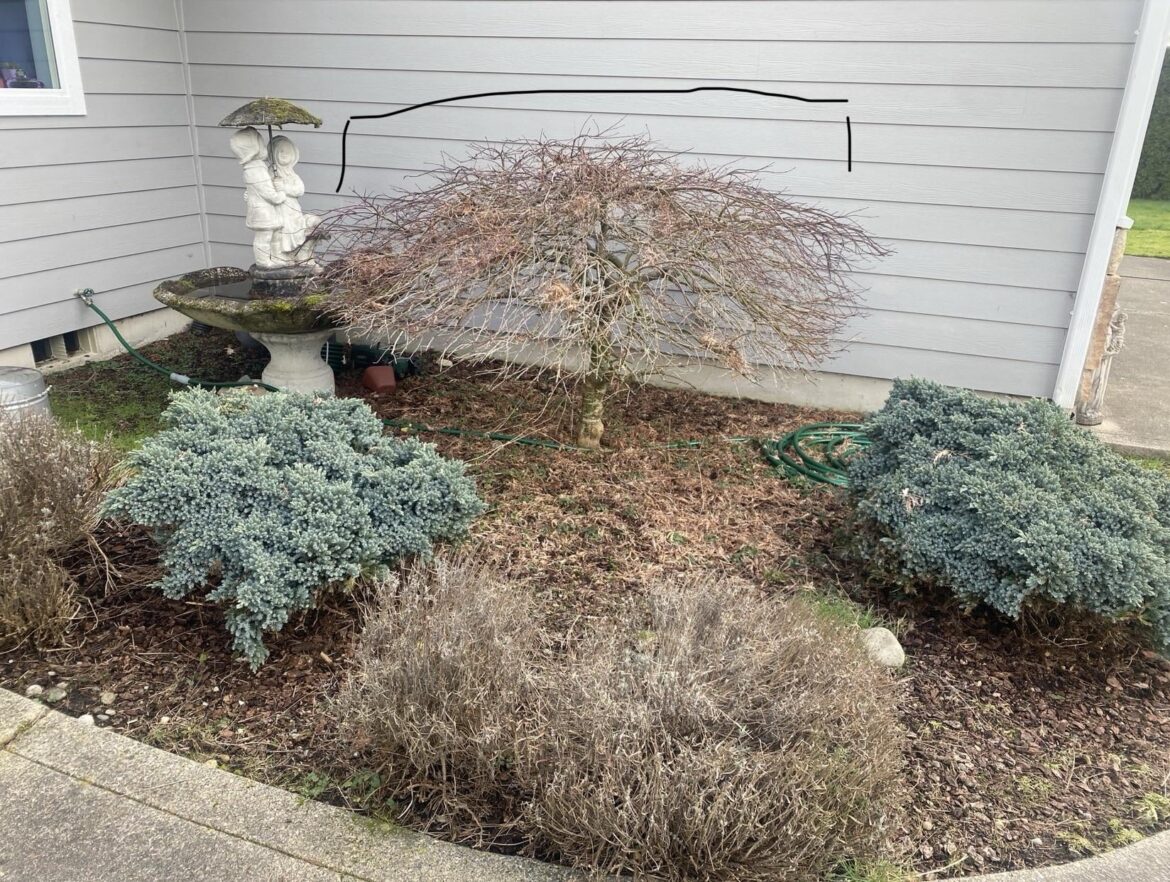Transplant this mature tree?
