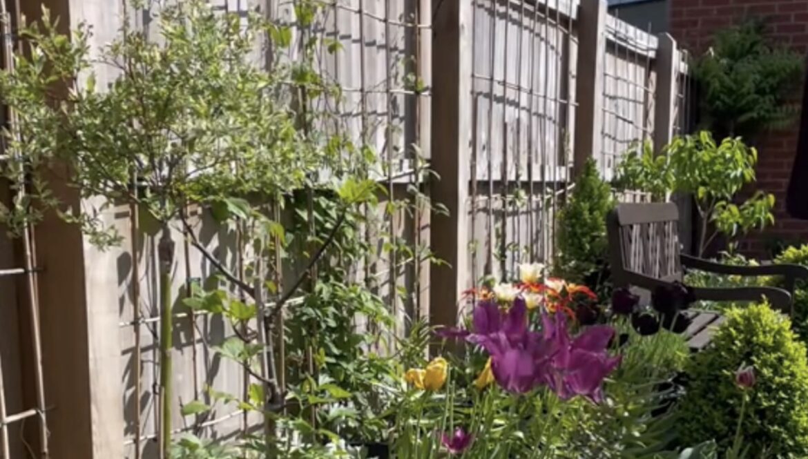 Gardener shares stunning before-and-after photos of yard transformation: ‘Beautiful’ One gardener showed how much more elevated your small outdoor space can look by transforming it into a native garden.