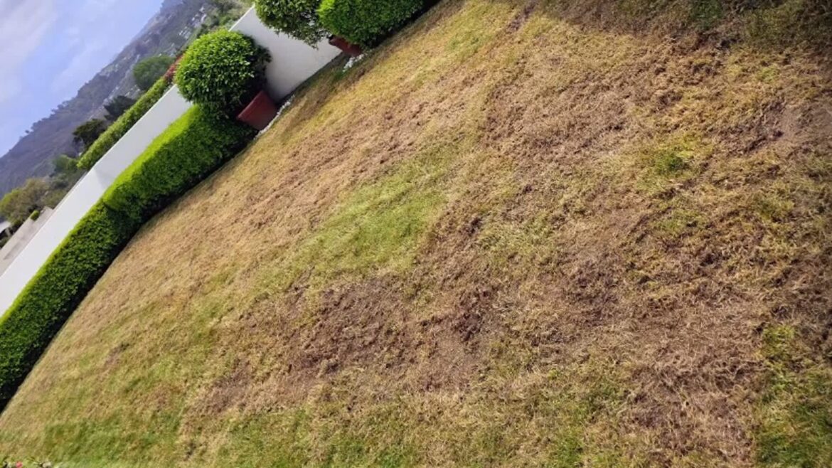 A homeowner on Reddit posted about their backyard garden, sharing before-and-after photos of the transformation.