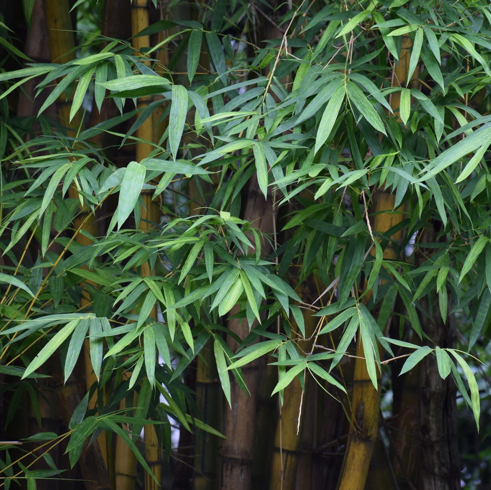 Bamboo plants also called golden bamboo, striped bamboo, bhaalu baans. golden colored stem, narrow green stripes on the stems. leaves are narrow and lance shaped. surface of the leaves hairless, 12 to 30 cms long,and 2 to 3 cms. broad. ornamental plant. decorative, beautiful lush foliage.