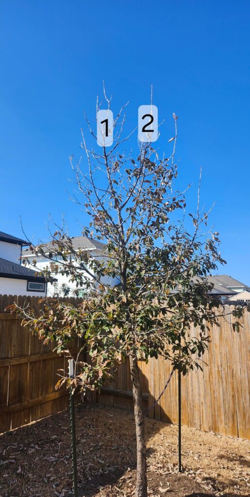 Tree Pruning Help Tree Pruning Help