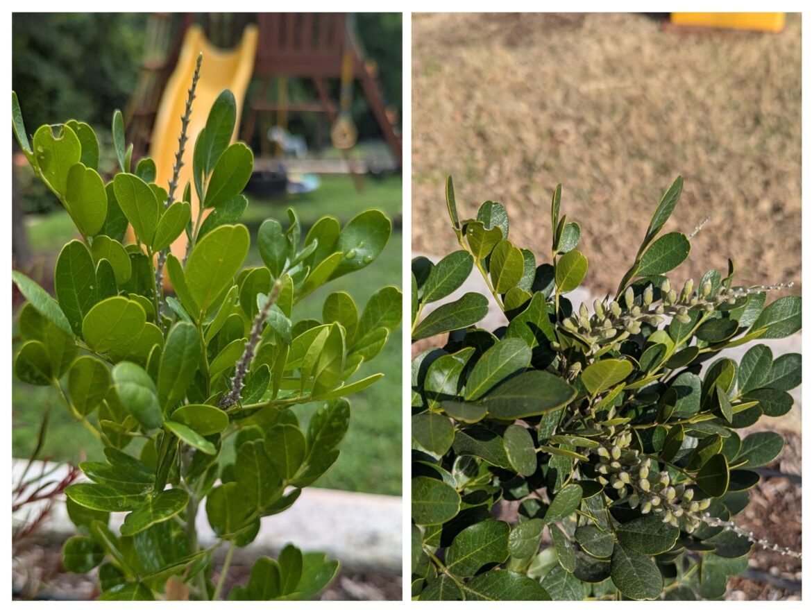 Mountain Laurel Blooms