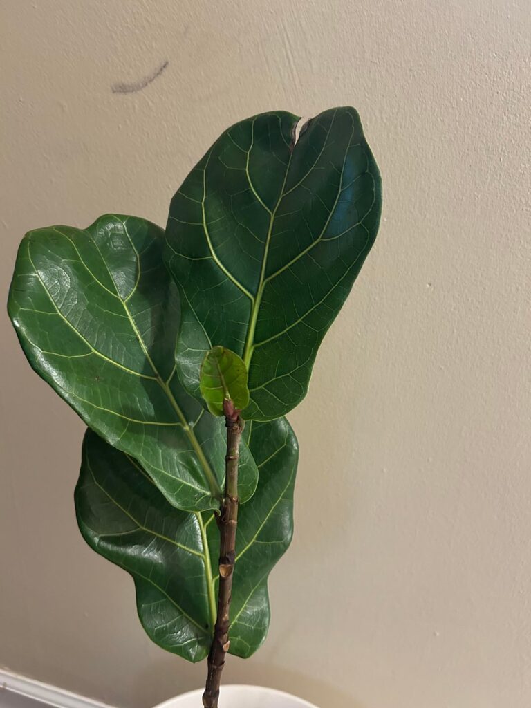 update from my post two weeks ago!