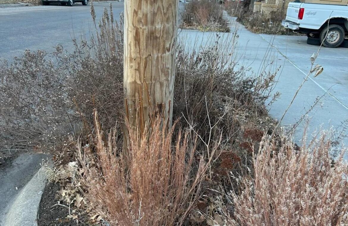 Passerby shares photos after spotting unconventional winter landscaping: 'Absolutely gorgeous'