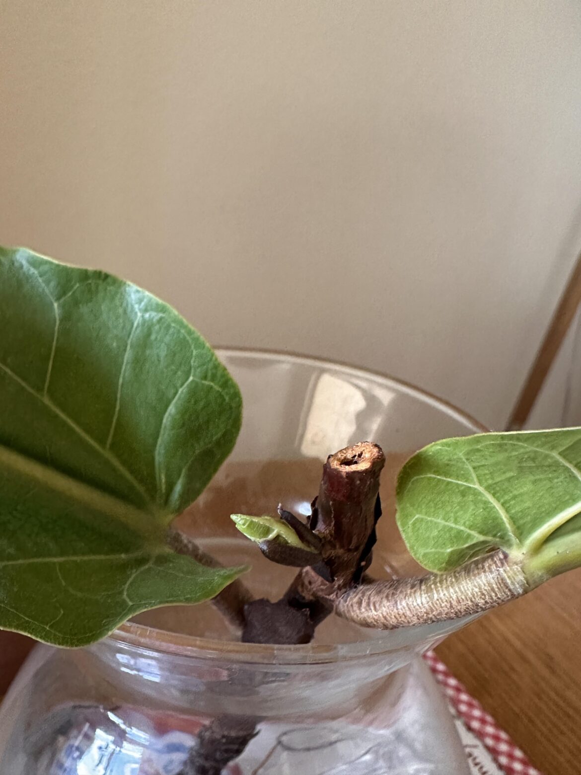 Propagated FLF sprouting leaf