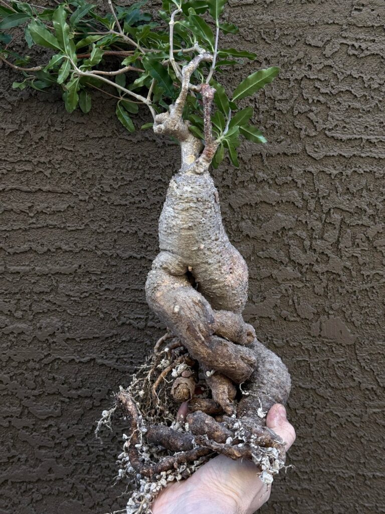 Recently unpotted and raised my Fokea