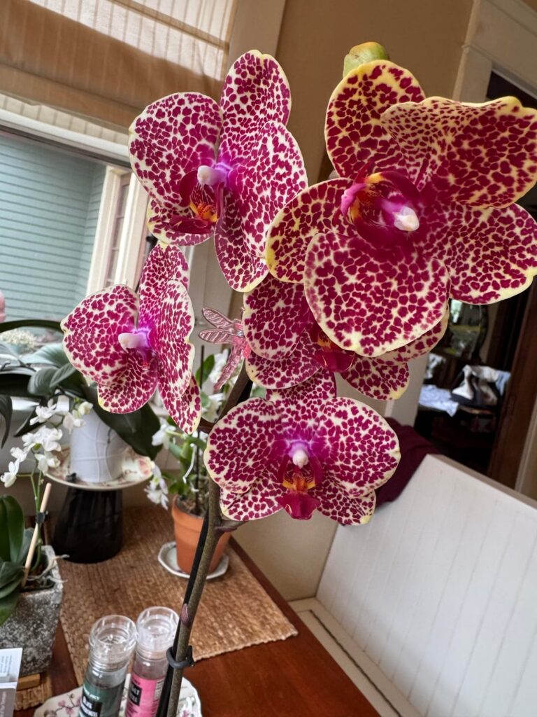 I couldn’t resist!