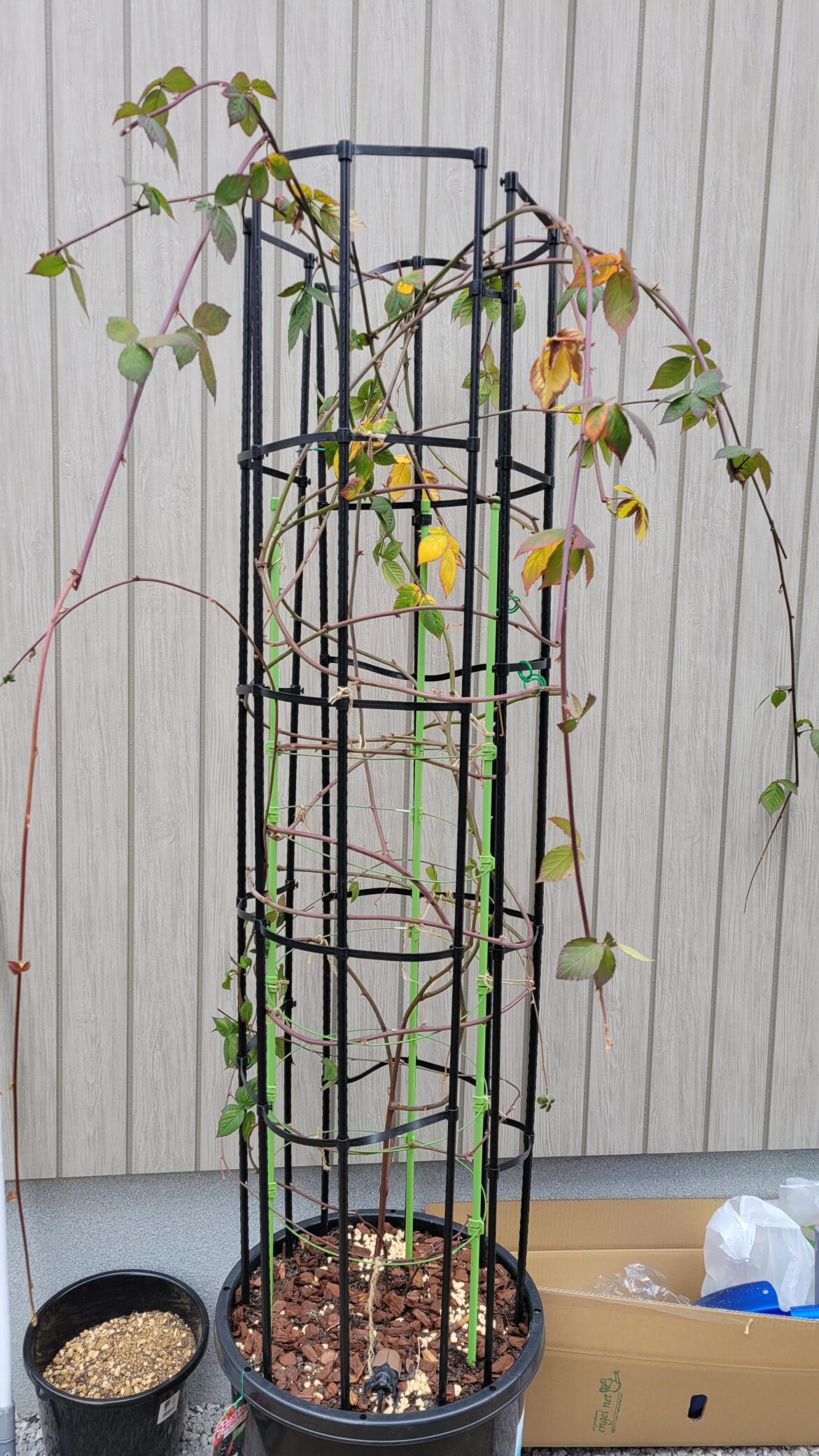 What to do with my blackberry before spring?