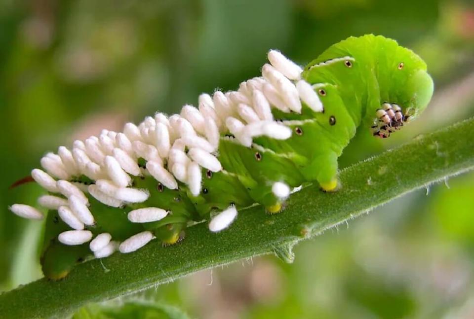Tomato hornworms can be pests, but when they look like the one shown in this Reddit post, they're already dead or about to die.