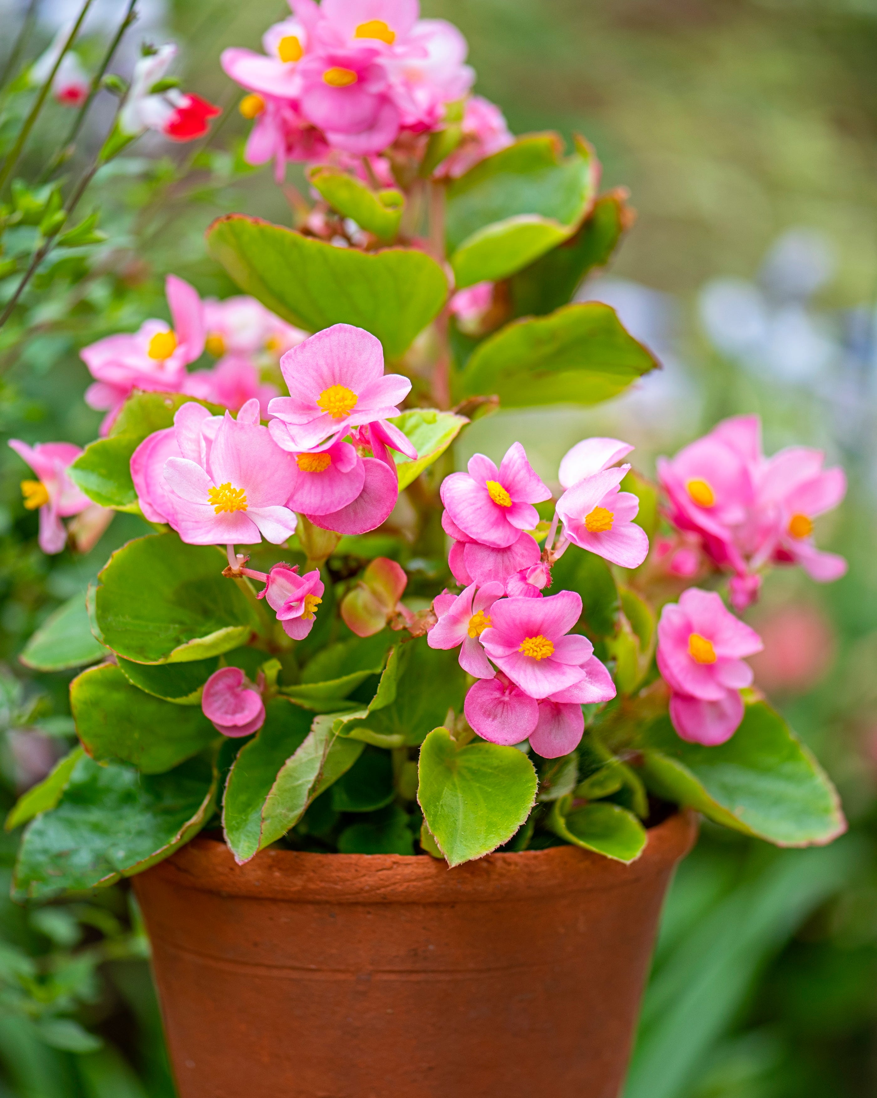 potted begonia